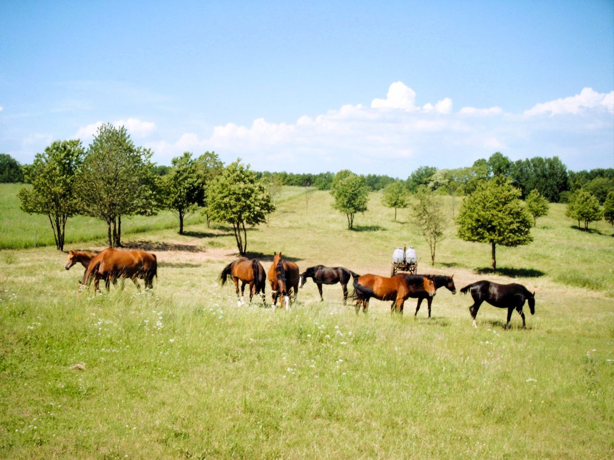 Pferdeherde auf Gestüt Gut Buchenhof