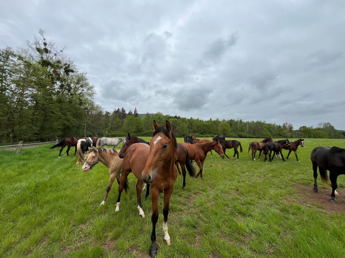 Herde junger Hengste vor einem Koppelumtrieb