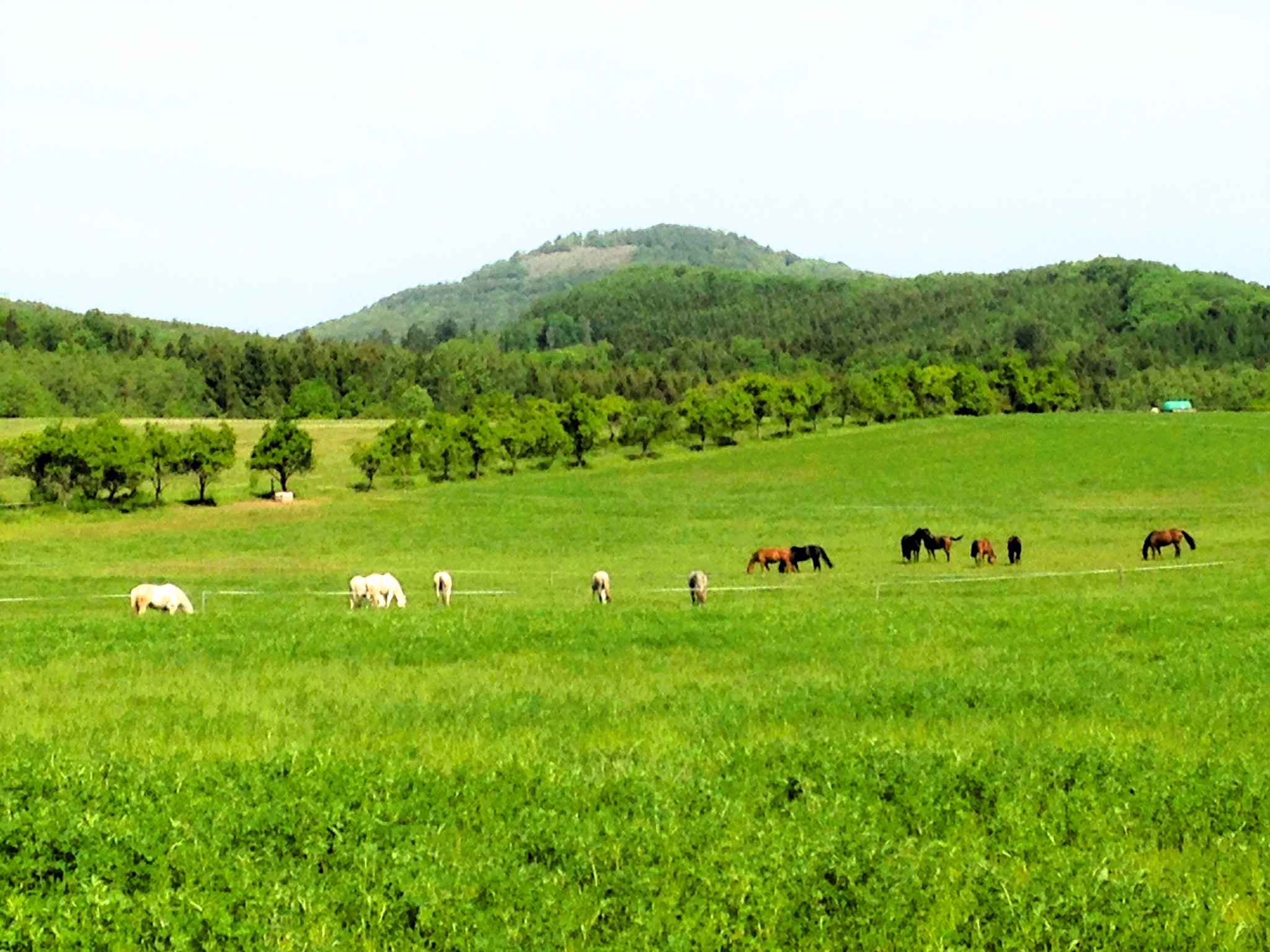 Pensionspferde auf Tageskoppeln auf Gestüt Gut Buchenhof