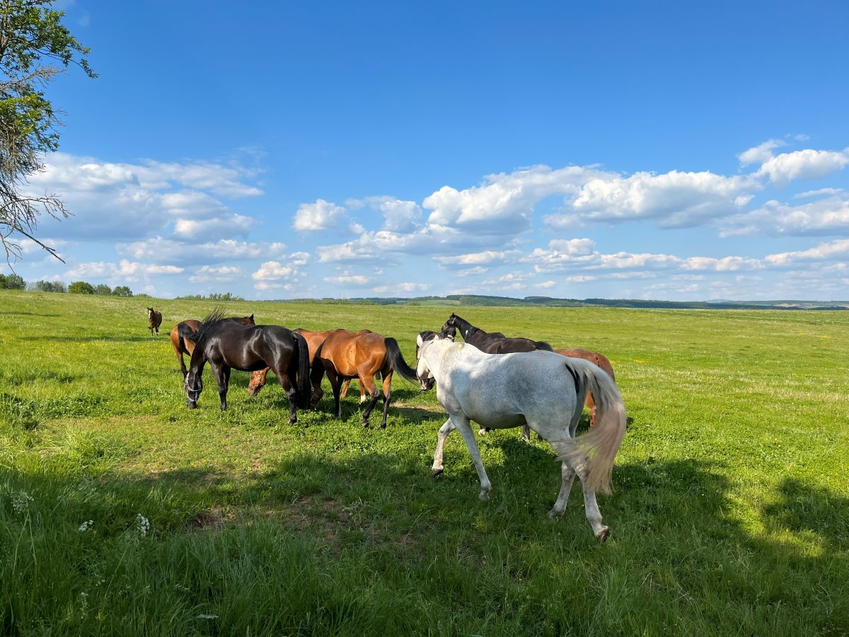 Pferde auf Tageskoppeln von Gestüt Gut Buchenhof