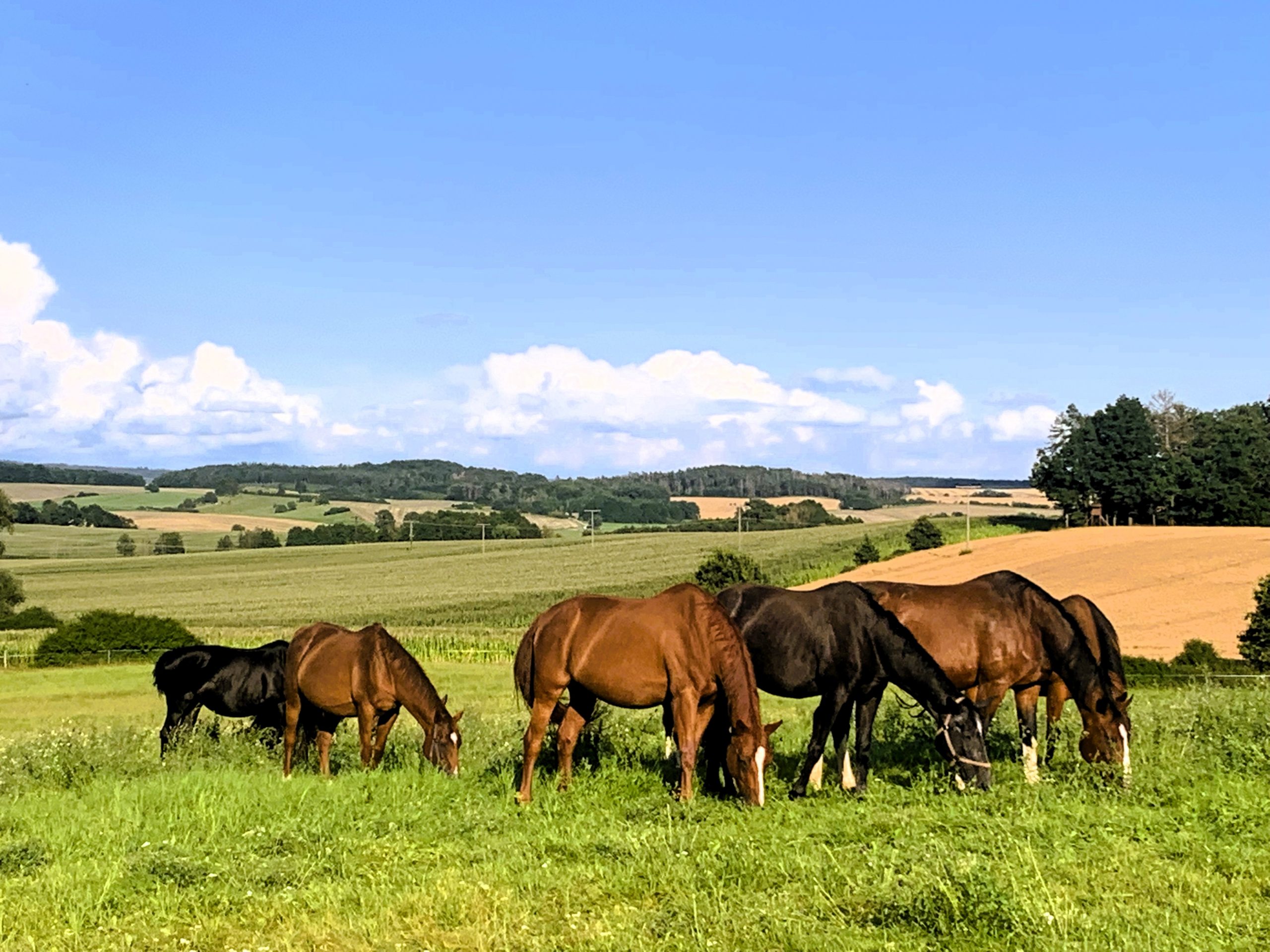 Pferdeherde auf Sommerkoppel
