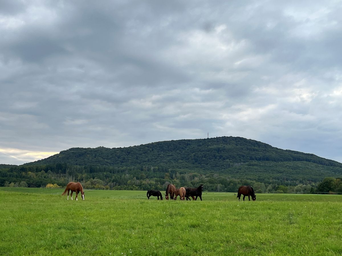 Pferdeherde auf Gestüt Gut Buchenhof mit Blick auf den großen Gleichberg
