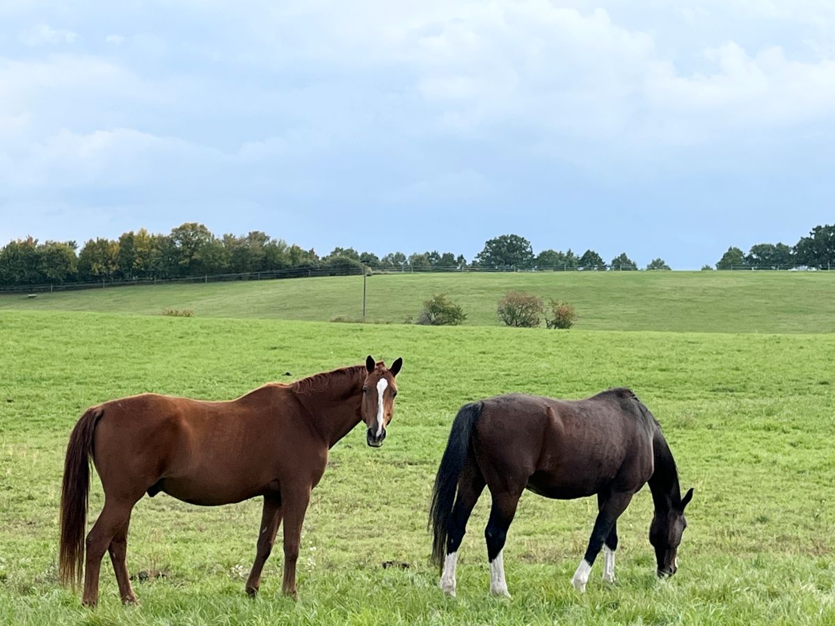 Zwei grasende Pferde