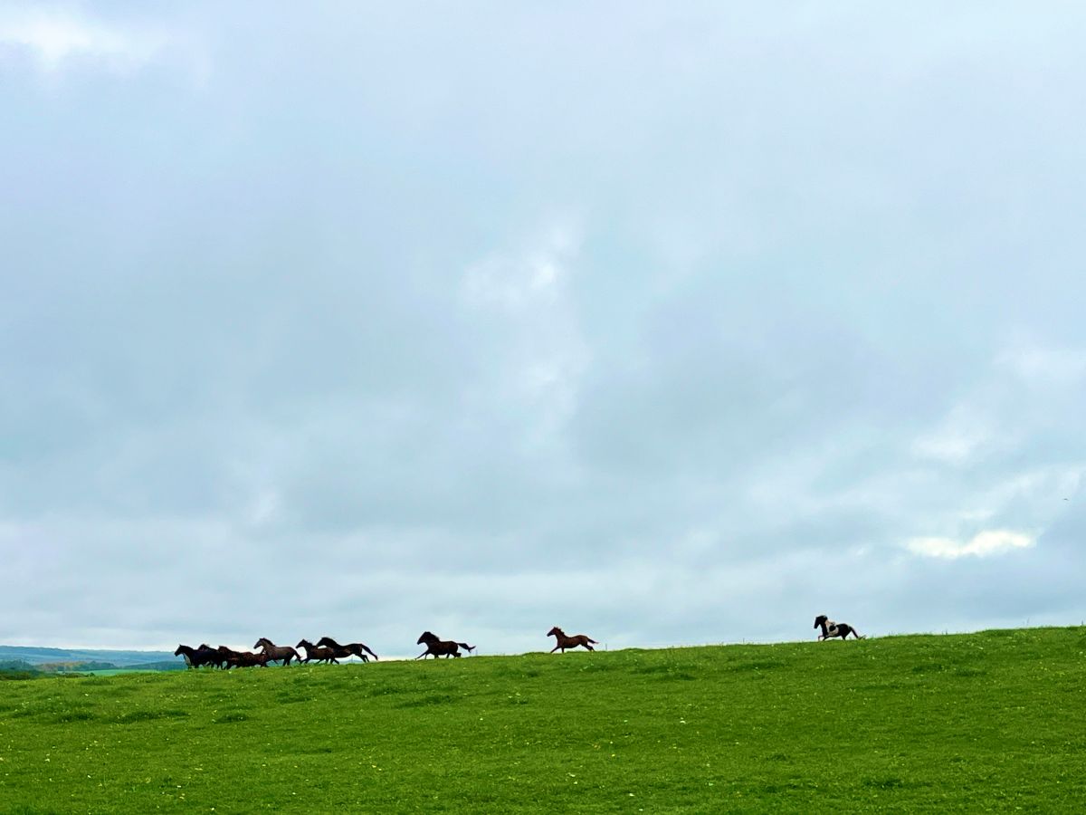 Junge Hengste kommen auf eine neue Koppel und galoppieren