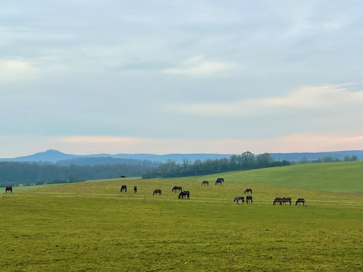 Grasende Pferdeherde auf Gestüt Gut Buchenhof