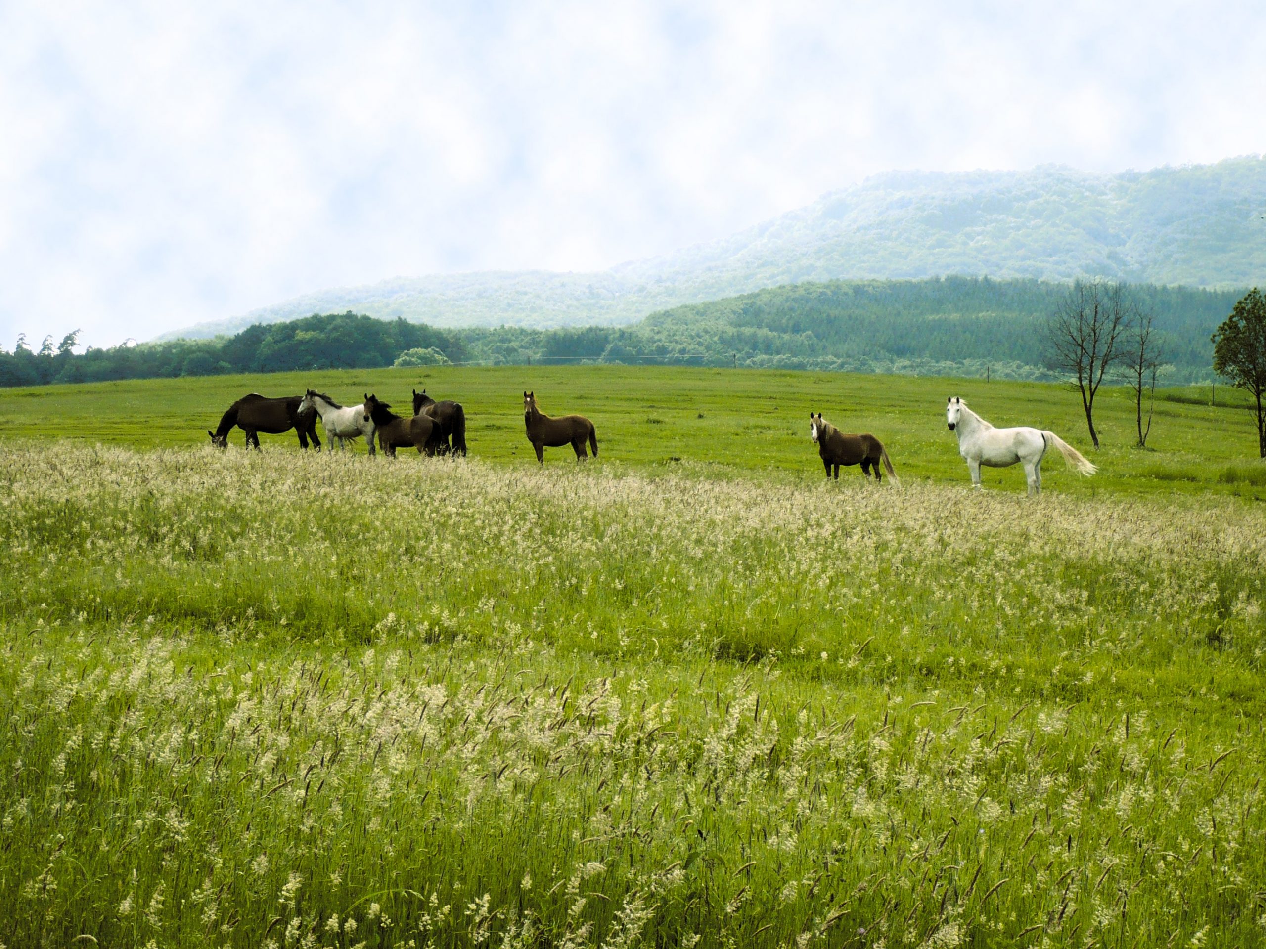 Pferdeherde schaut aufmerksam Richtung Kamera