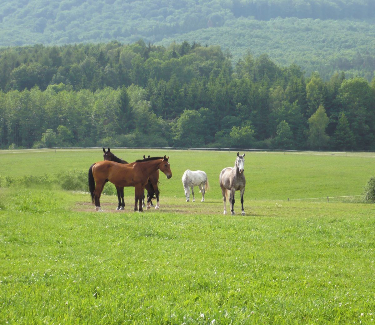 Dösende Pferde auf Sommerkoppel