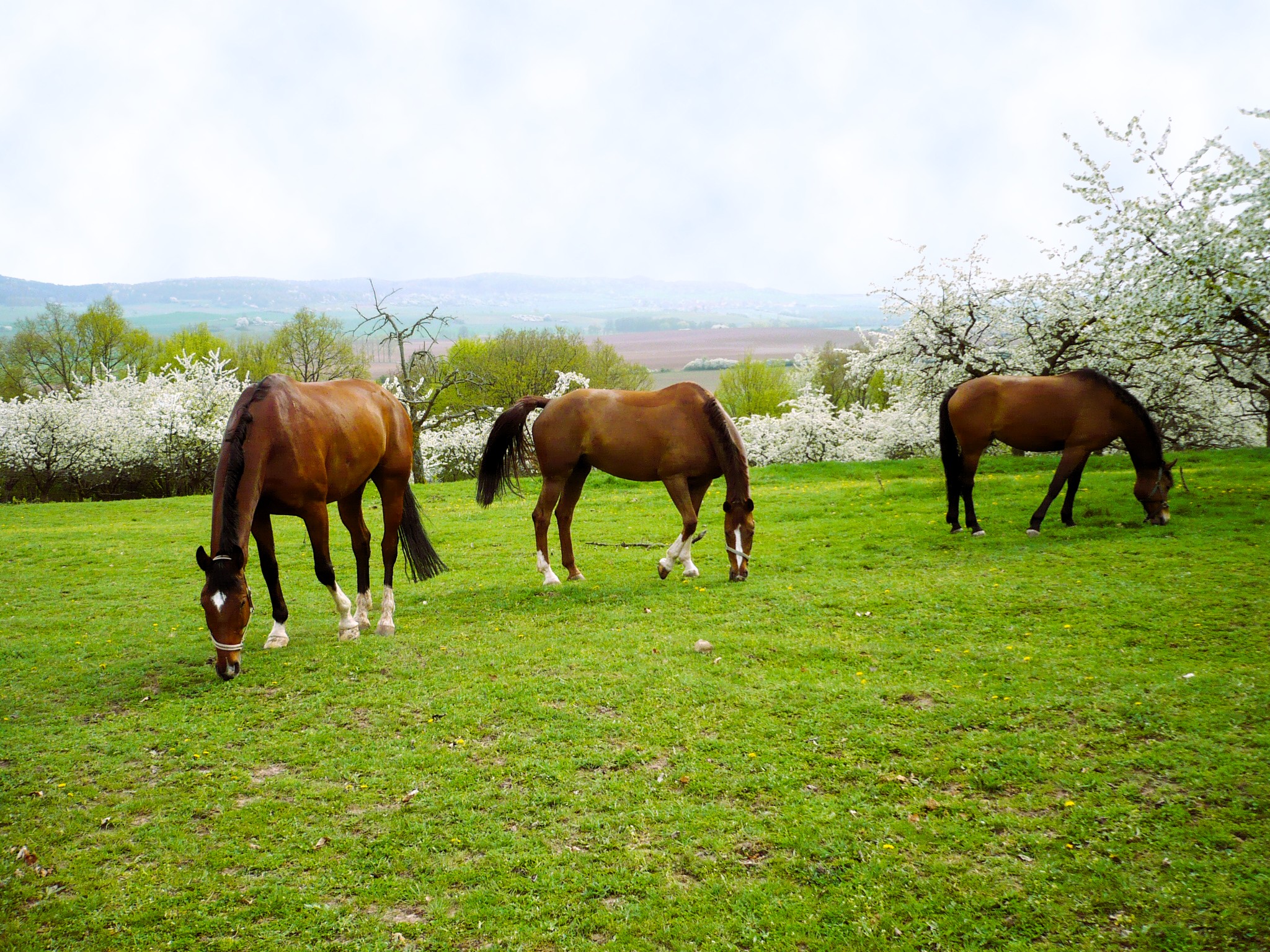 Drei grasende Pferde auf Gestüt Gut Buchenhof