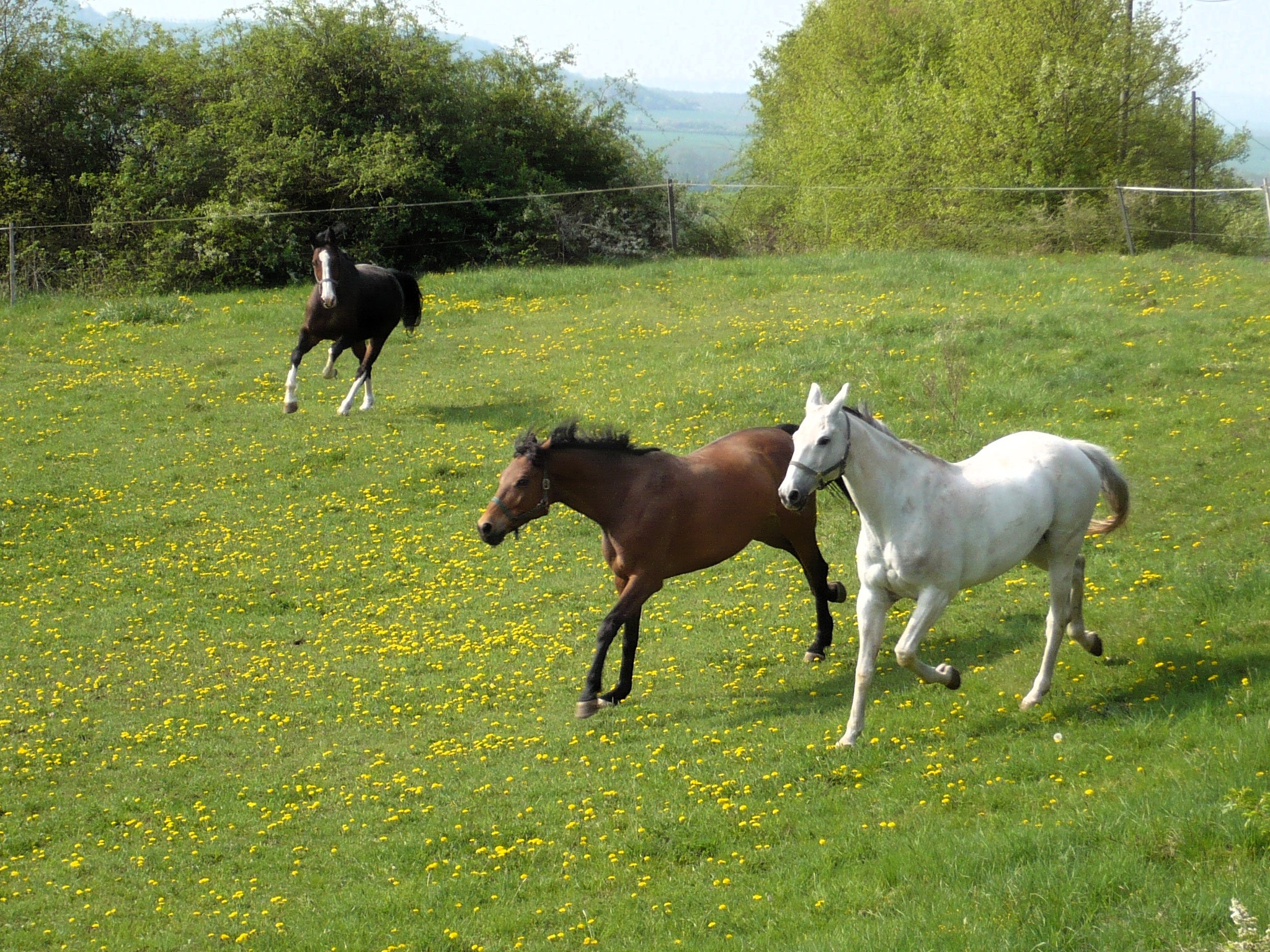 Drei galoppierende Pferde über eine Wiese auf Gestüt Gut Buchenhof