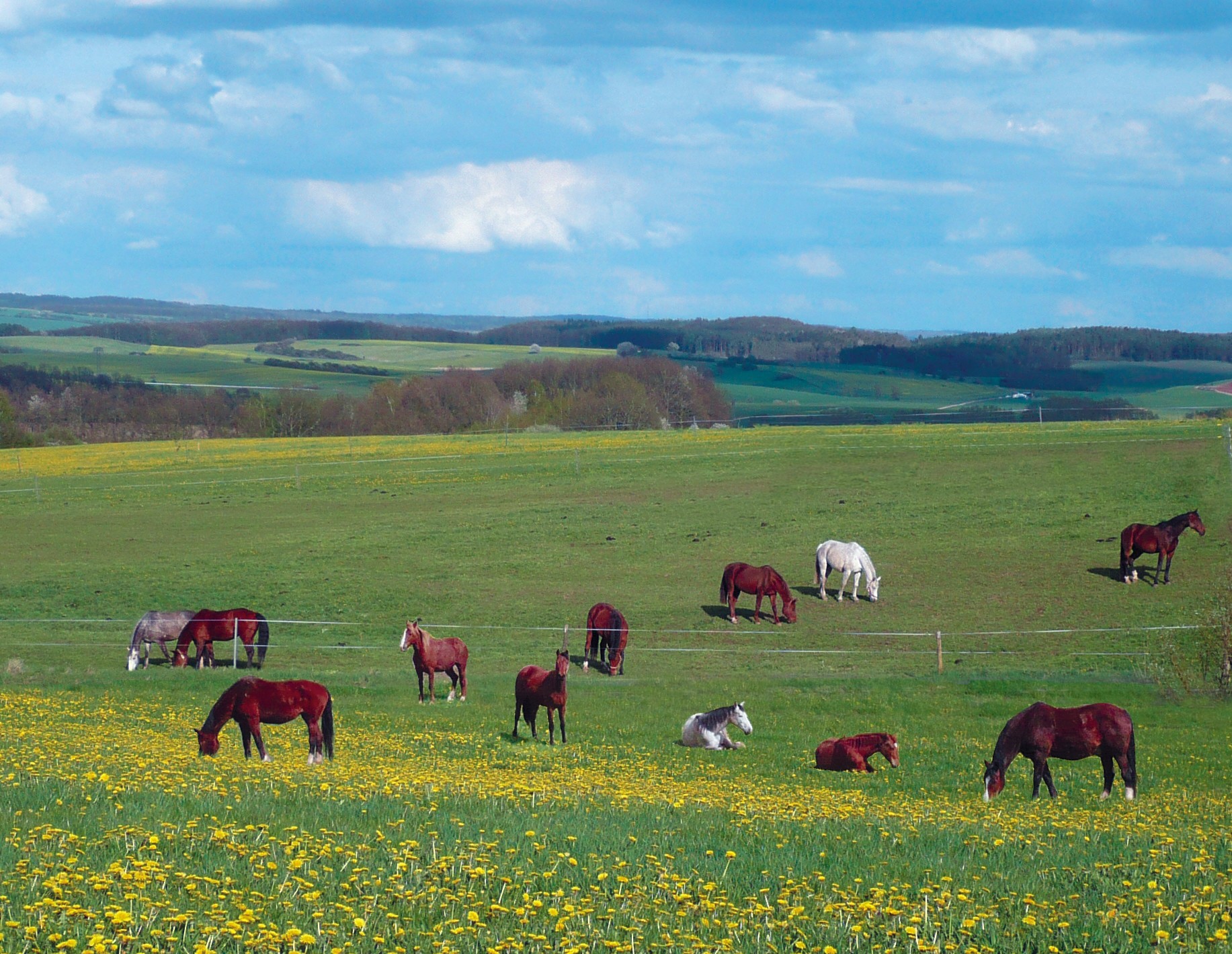 Zwei Pferdeherden auf Gestüt Gut Buchenhof