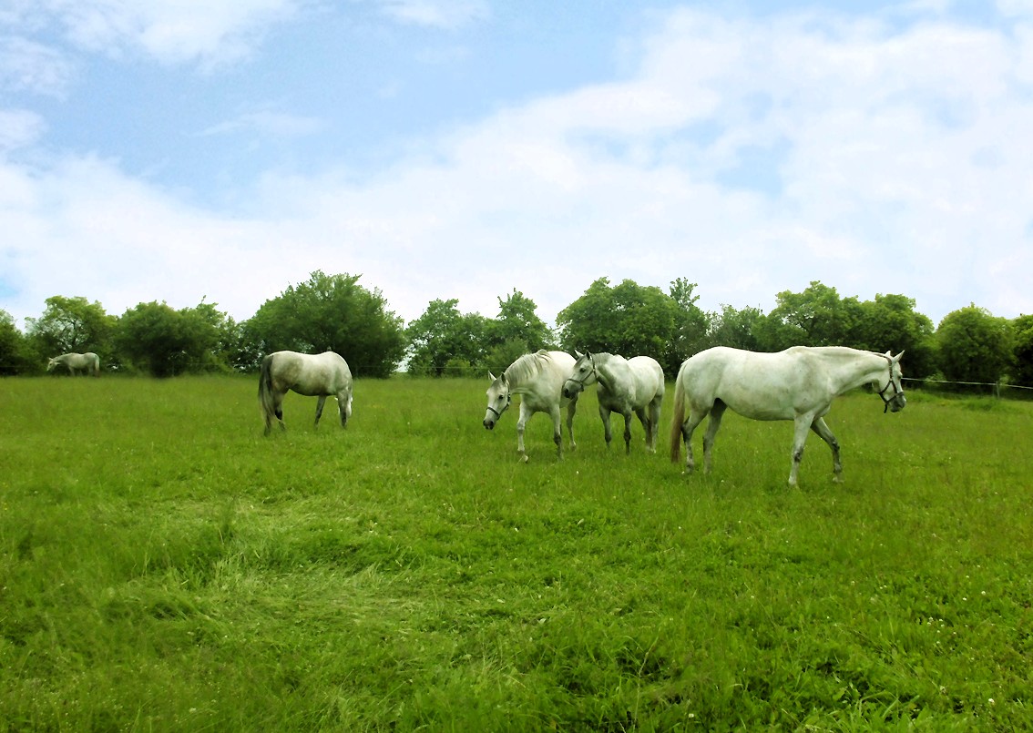 Herde von Schimmeln auf grüner Wiese auf Gestüt Gut Buchenhof