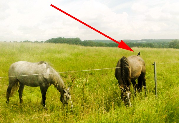 Vogel sitzt auf einer Kruppe eines Pferdes das friedlich grast
