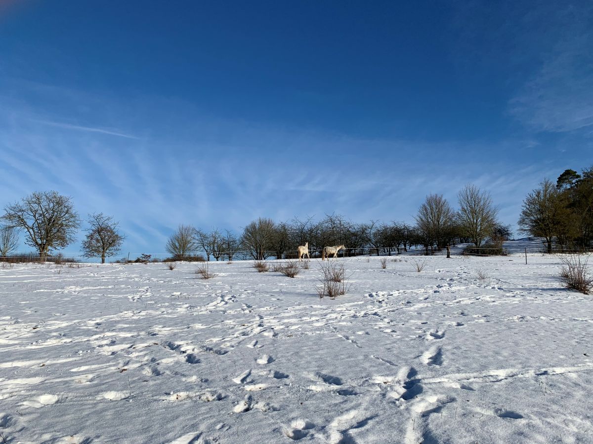 Schimmel auf Tageskoppel im Winter