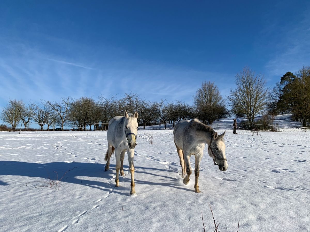 Zwei Schimmel auf Tageskoppel im Winter auf Gestüt Gut Buchenhof