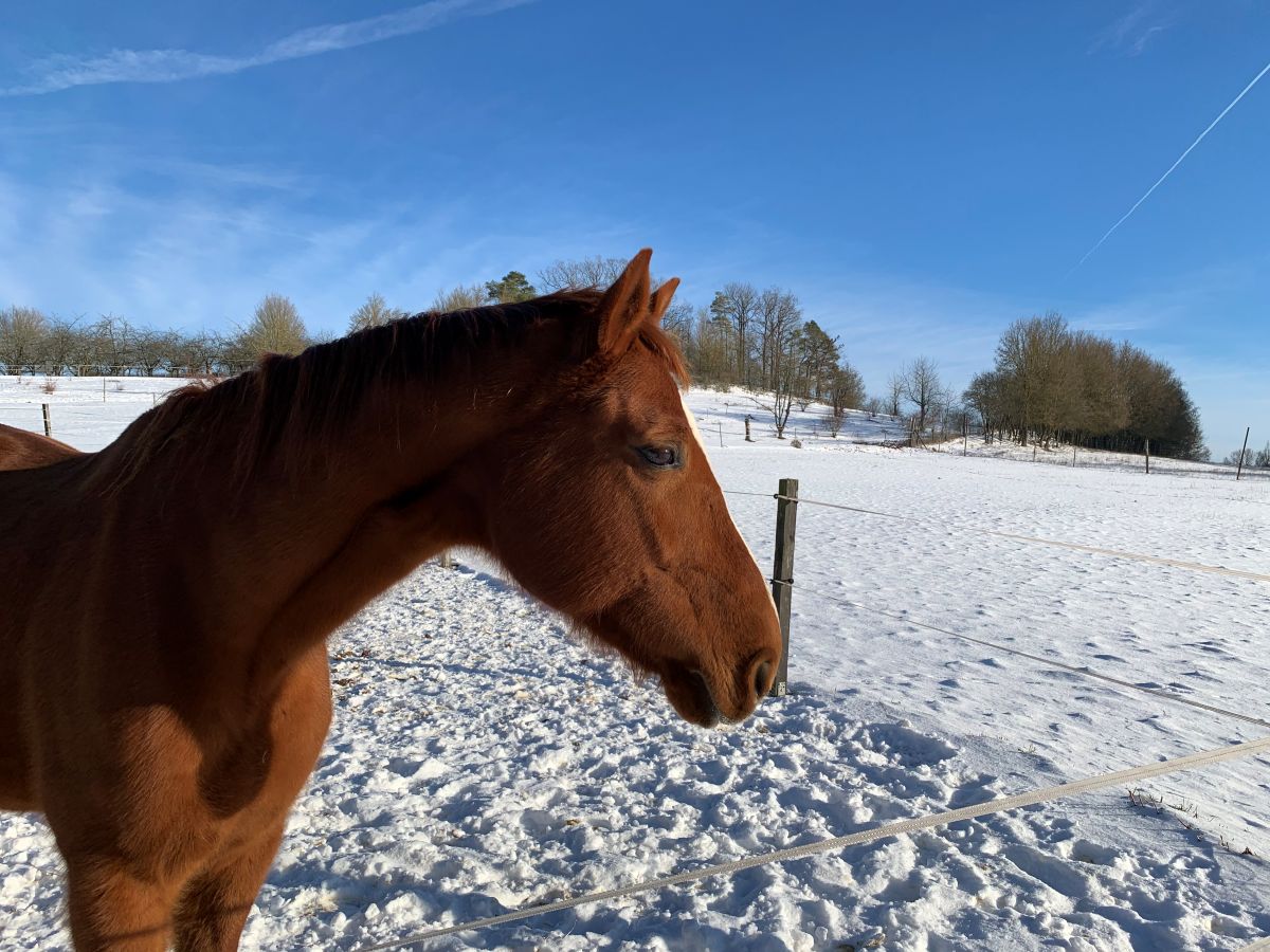 Fuchsfarbenes Pferd auf Winterpaddock