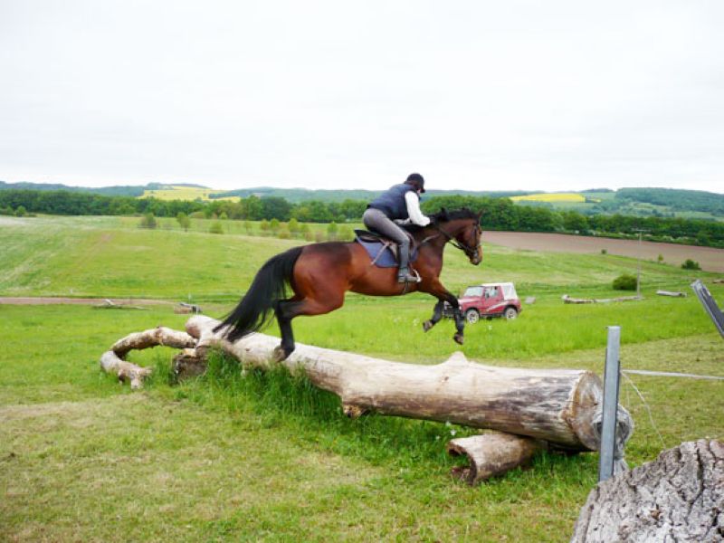 Junges Pferd springt über ein Geländehindernis