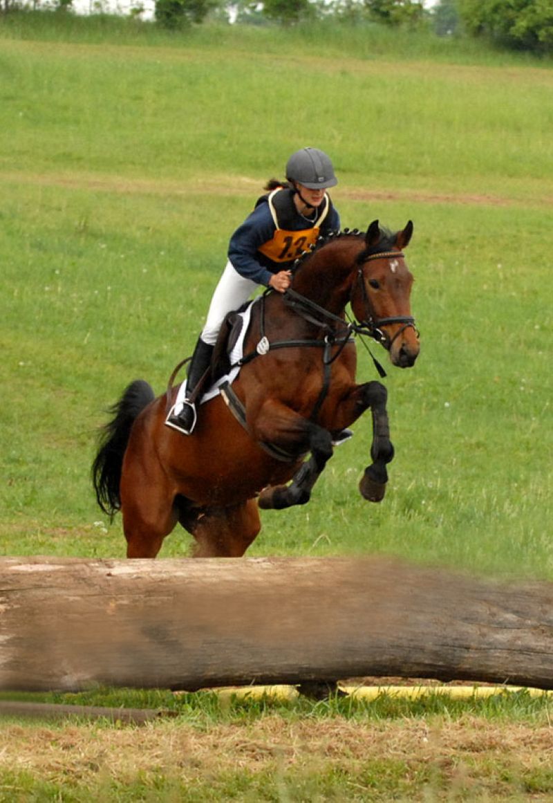 Nachwuchspferd Alea K I springt über ein Geländehindernis in einer Geländepferdeprüfung auf Gestüt Gut Buchenhof