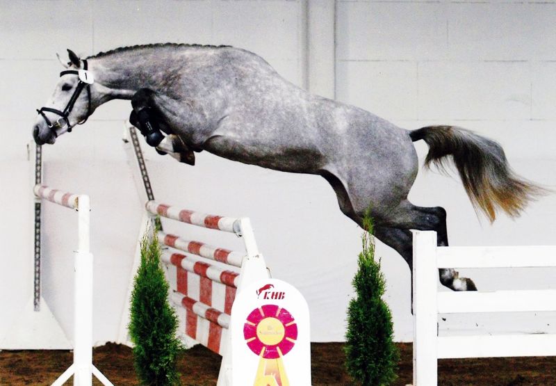 Körungsprüfung von Amos Oz mit mächtigem Sprung über einen Oxer