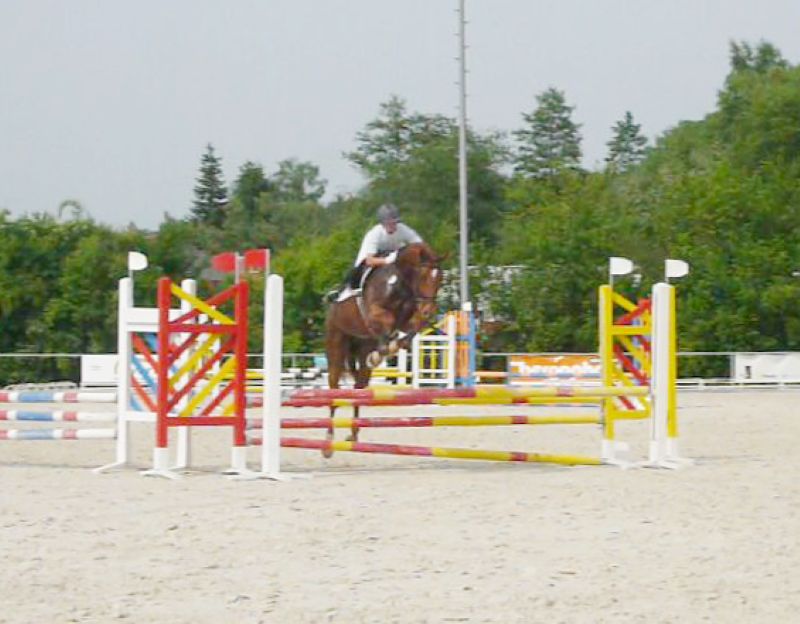 Assini K I springt in einer Springpferdeprüfung hoch über ein Hindernis