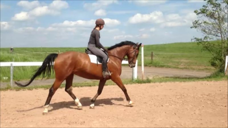 Bereiterin reitet junges Pferd im Trab