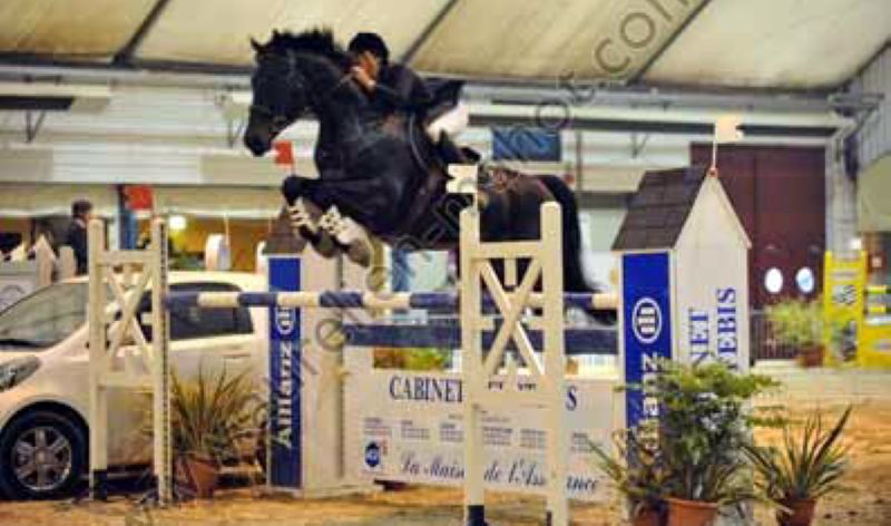 Verkaufspferd Heron K I bei einem internationalen Springturnier der Klasse S