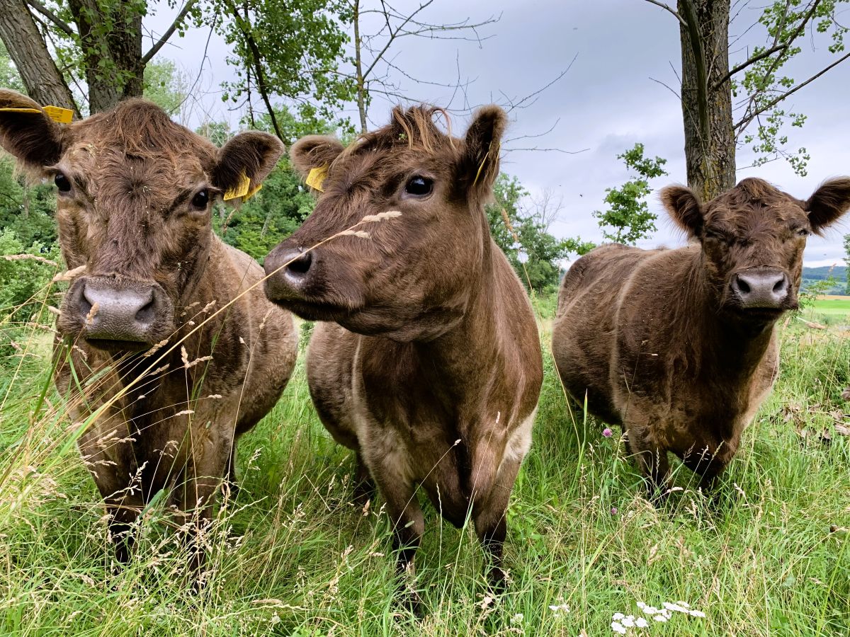 Drei Galloway Jungbullen auf der Weide auf Gestüt Gut Buchenhof