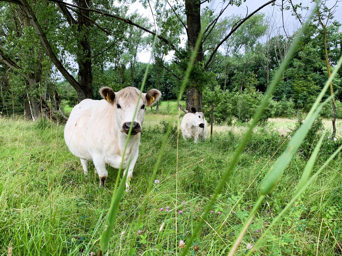 Galloway Kühe auf grüner Wiese
