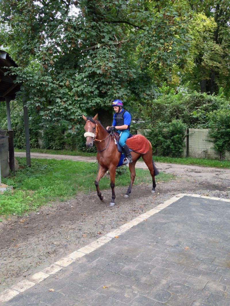 Rennpferd Liquitt wird auf das Training vorbereitet