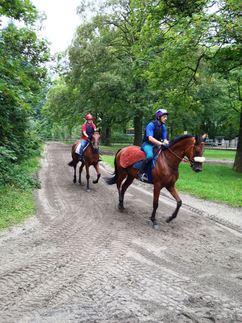 Verkaufspferd Liquitt wird zum Training geritten
