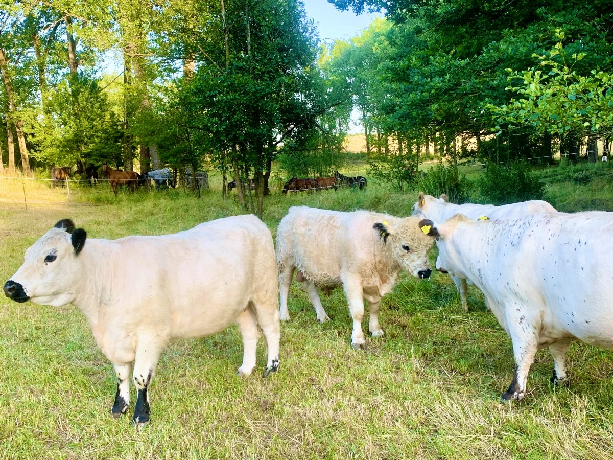 Vier Galloways auf der Weide mit Pferden im Hintergrund