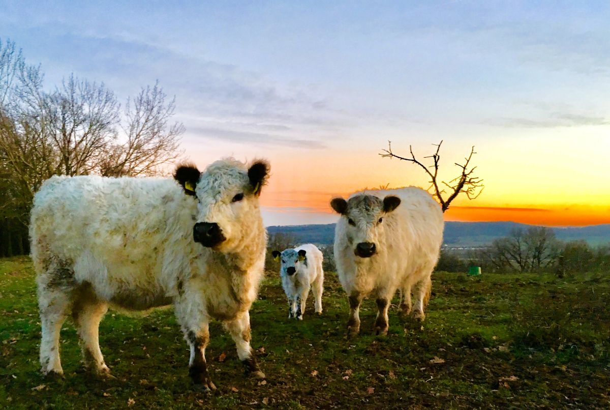 Zwei Galloway-Kühe mit einem weißen Kalb