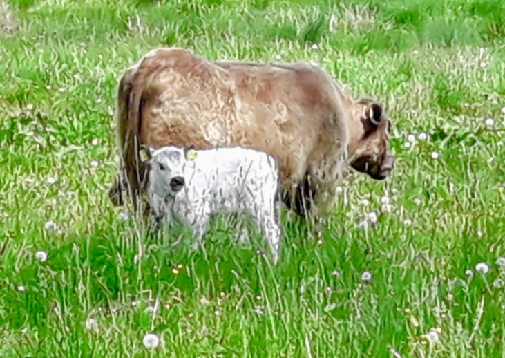 Galloway-Kuh mit weißem Kalb