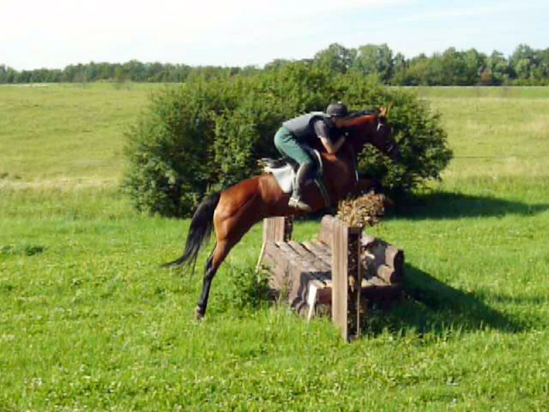 Nachwuchspferd springt über größeres Geländehindernis auf Gestüt Gut Buchenhof