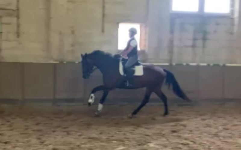 Nachwuchspferd DÁccord