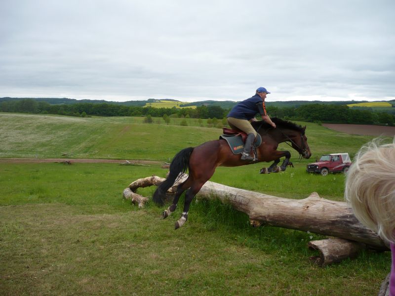 Nachwuchspferd springt über Geländehindernis