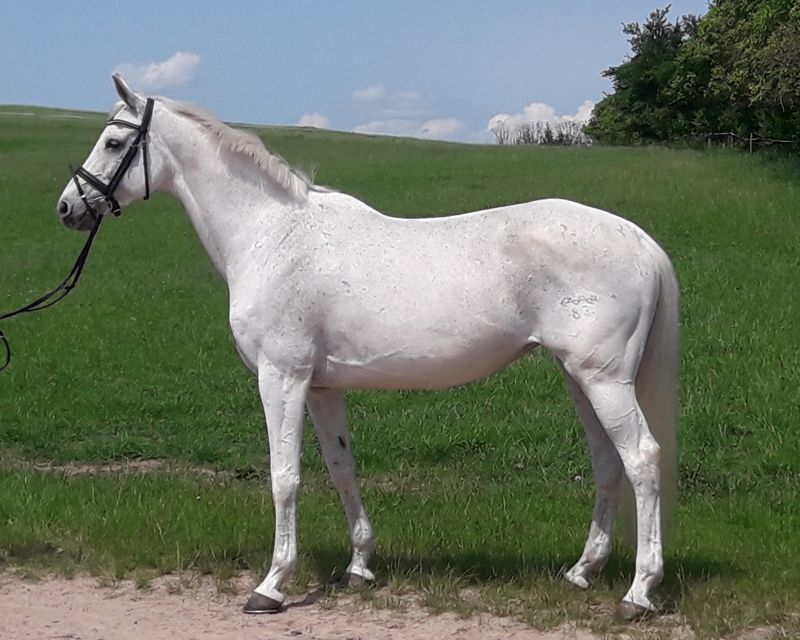 Nachwuchspferd Amos Oz K I auf Gestüt Gut Buchenhof