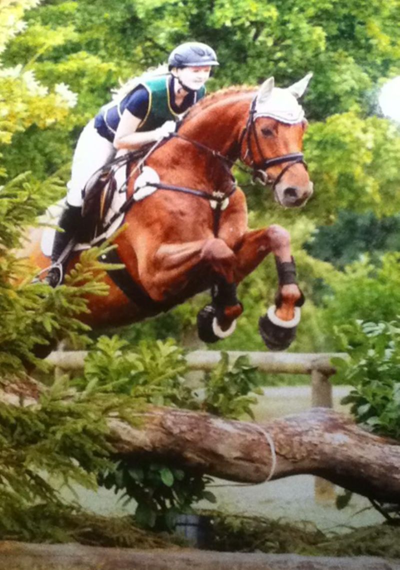 Nachwuchspferd Assini K I beim Geländeturnier