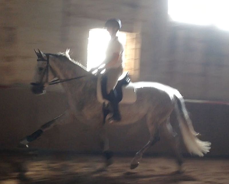 Stark trabendes Pferd mit Ina Kalnbach im Sattel