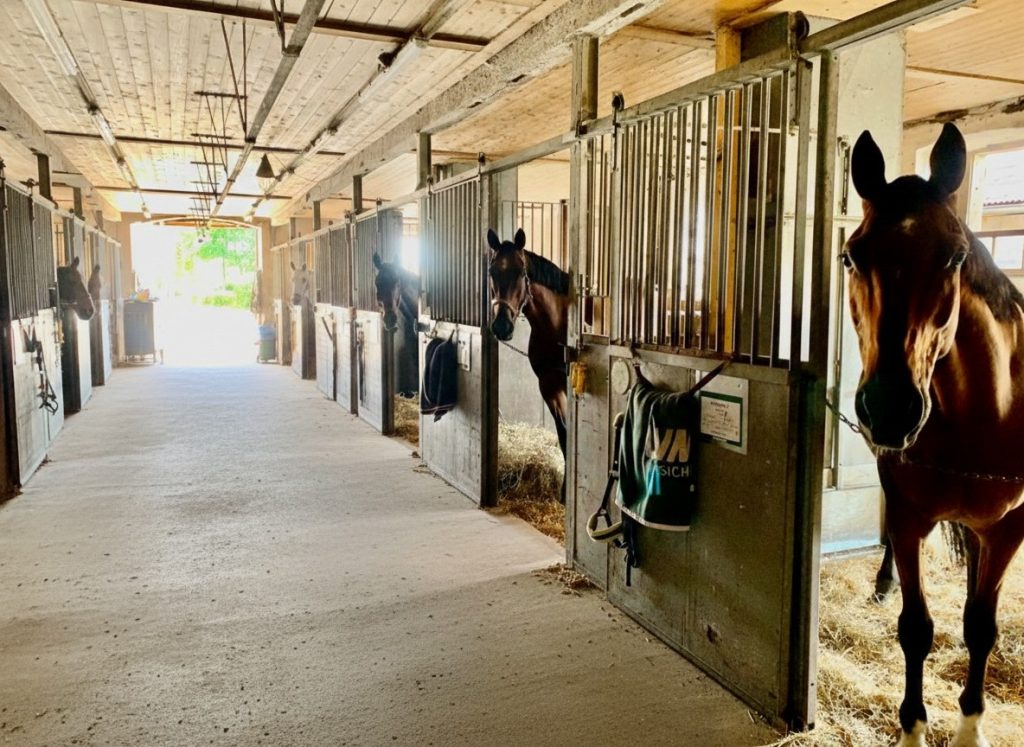 Pferde schauen neugierig aus ihren Boxen im Hauptstall von Gestüt Gut Buchenhof