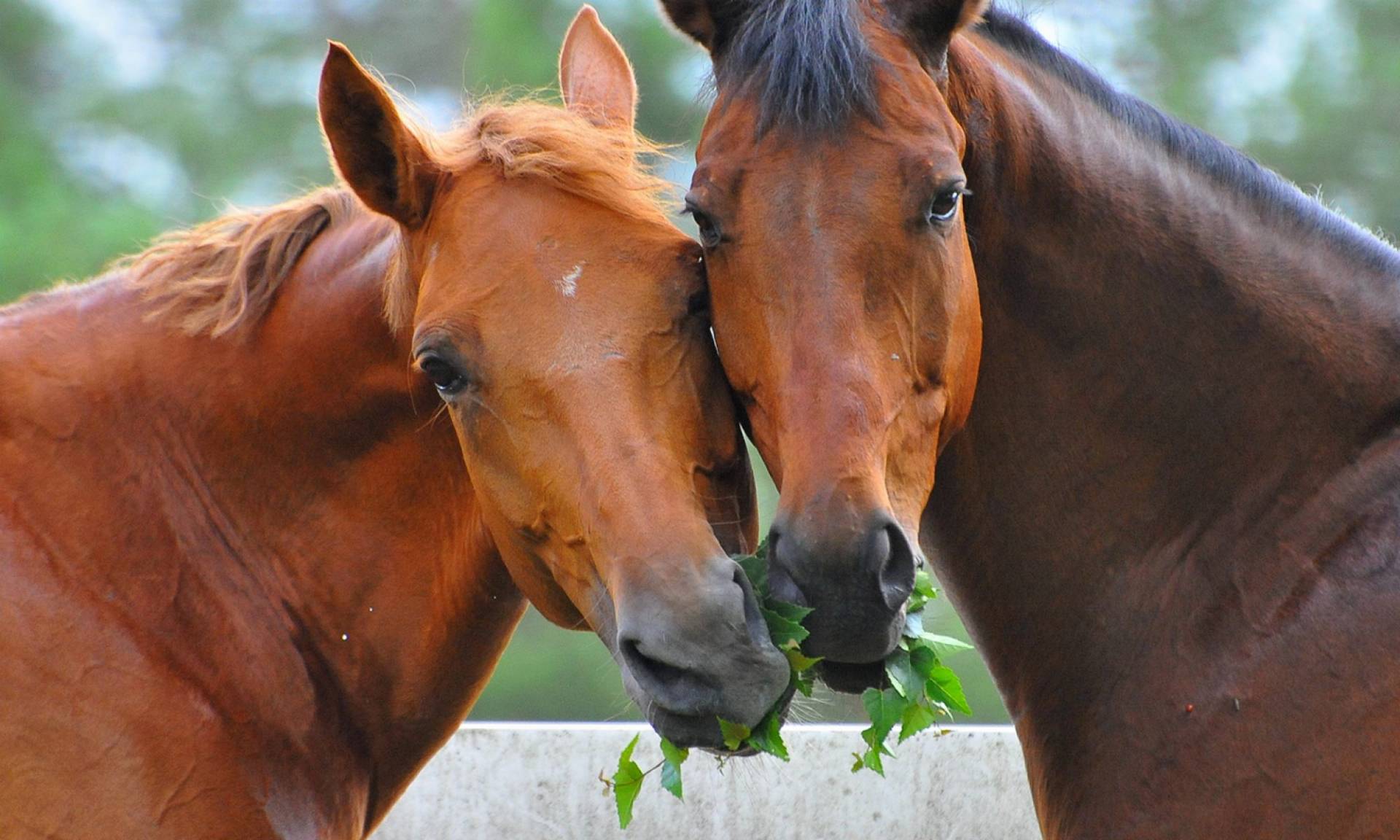 Zwei Pferde, die einen kleinen Ast mir Zweigen im Maul haben.