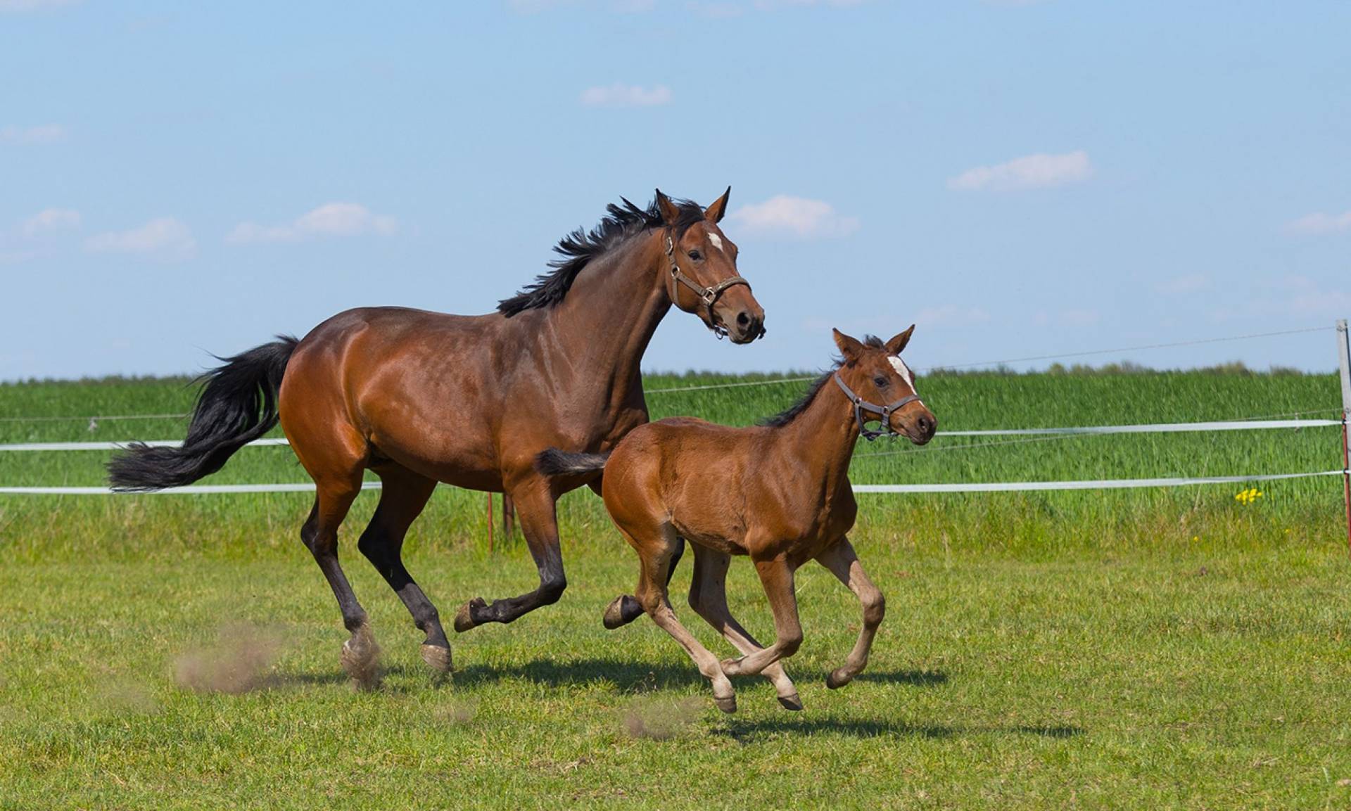 Stute mit Fohlen galoppiert über eine grüne Wiese