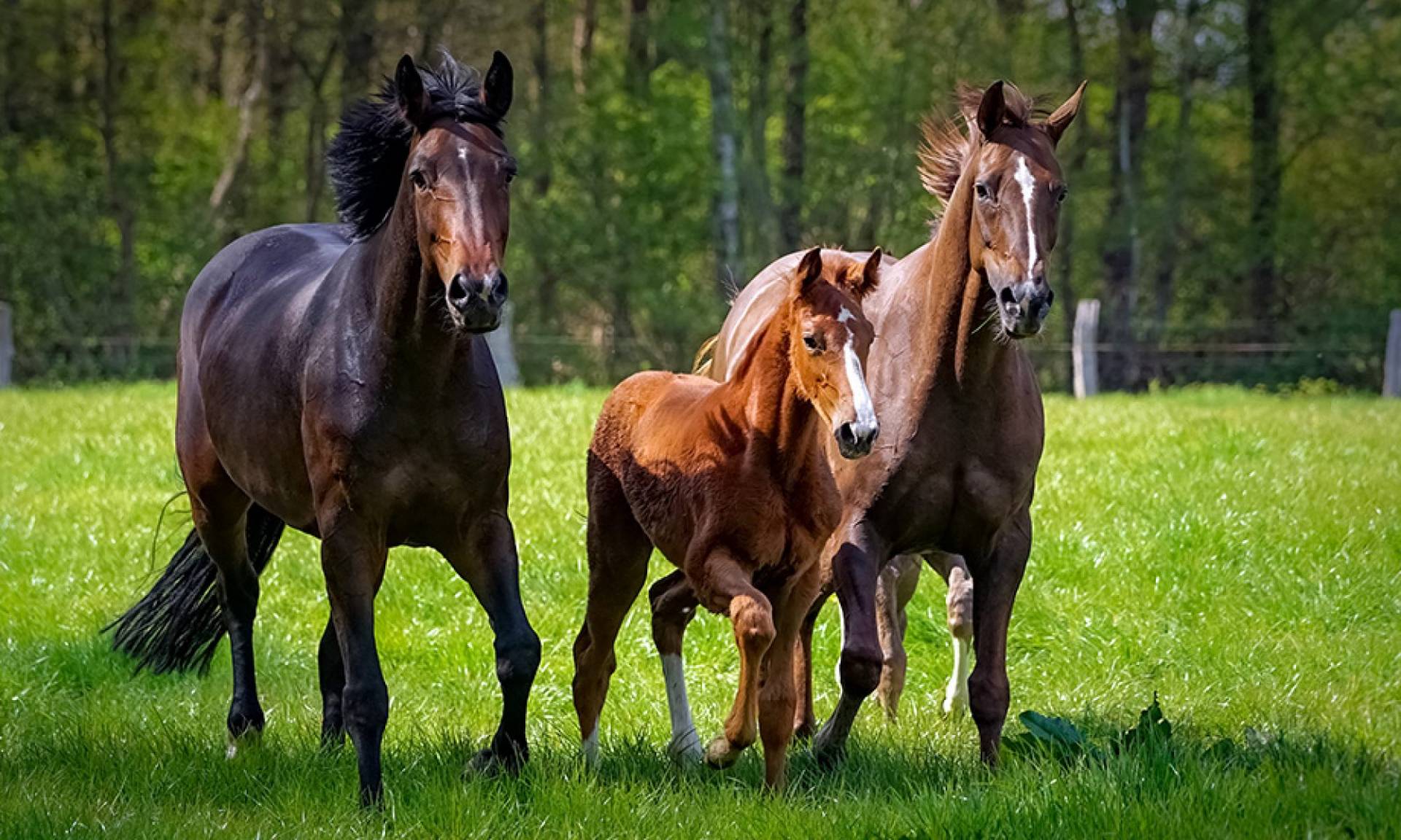 Pferdefamilie mit Fohlen trabt über eine grüne Wiese