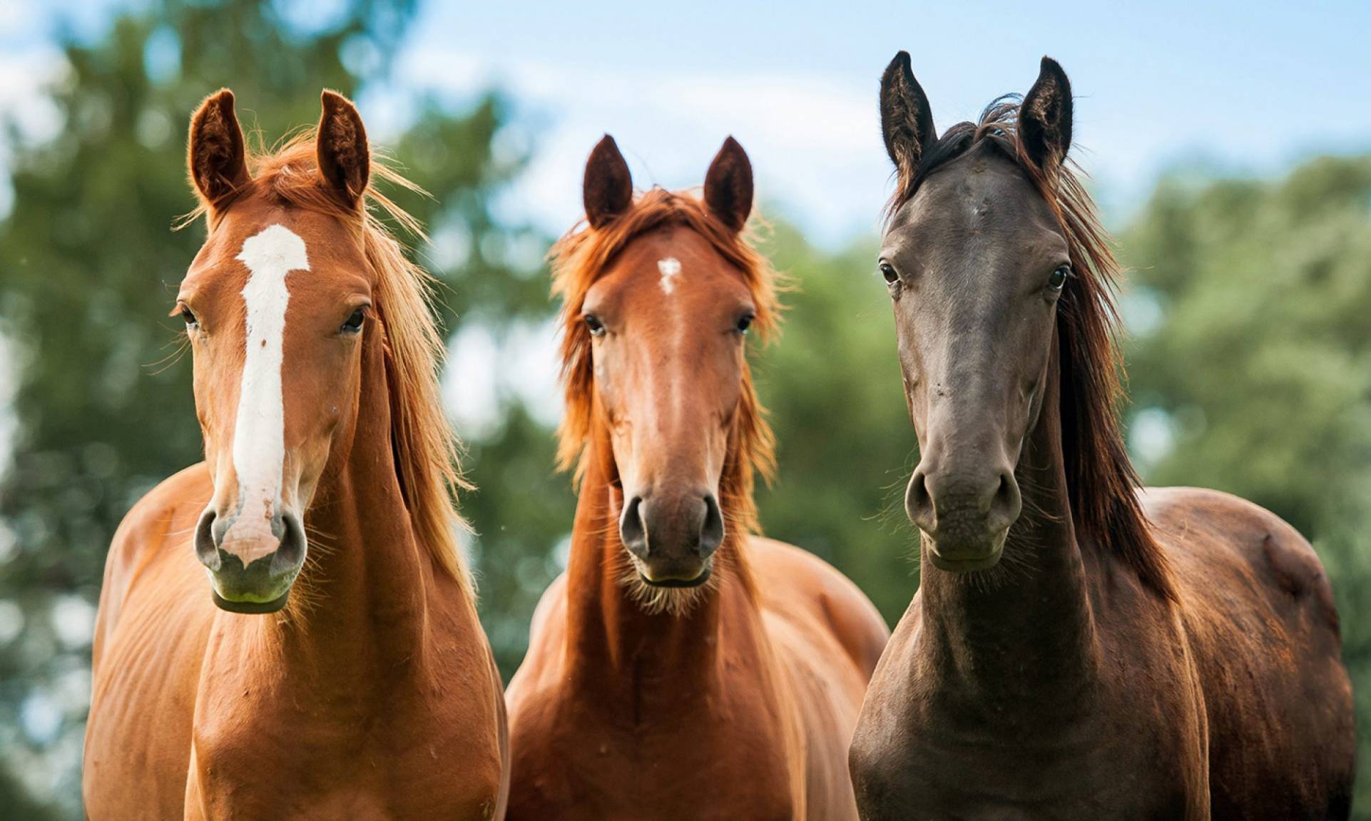 Drei Pferde schauen neugierig in die Kamera