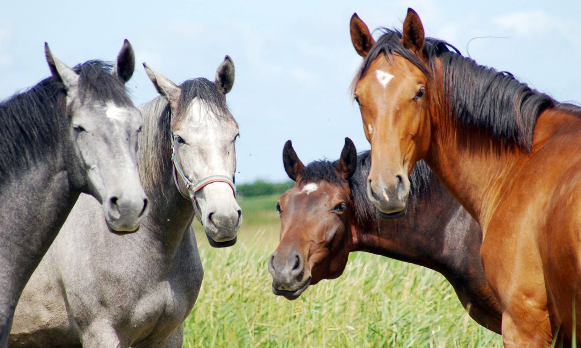 Vier Pferde auf einer grünen Wiese auf Gestüt Gut Buchenhof
