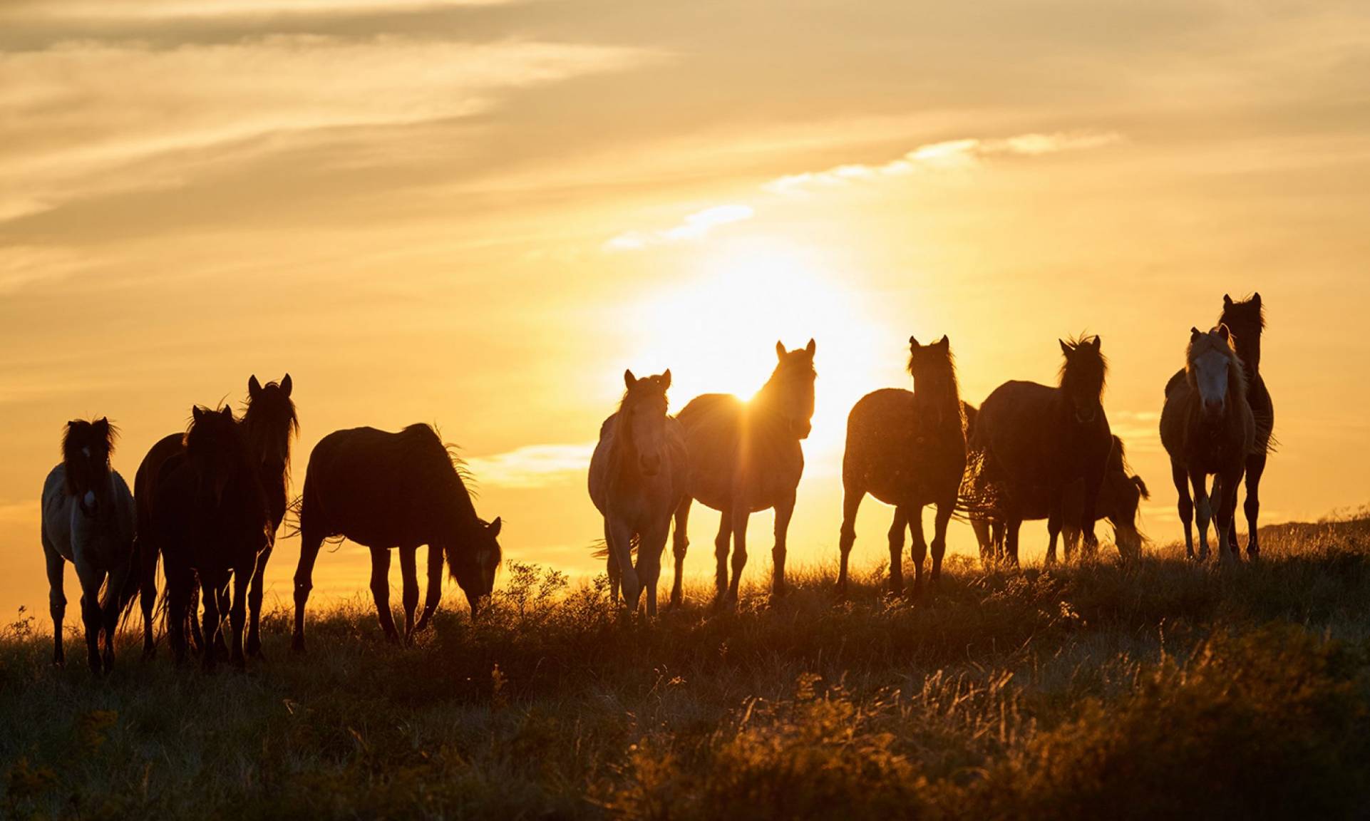 Pferdeherde in der Abendsonne