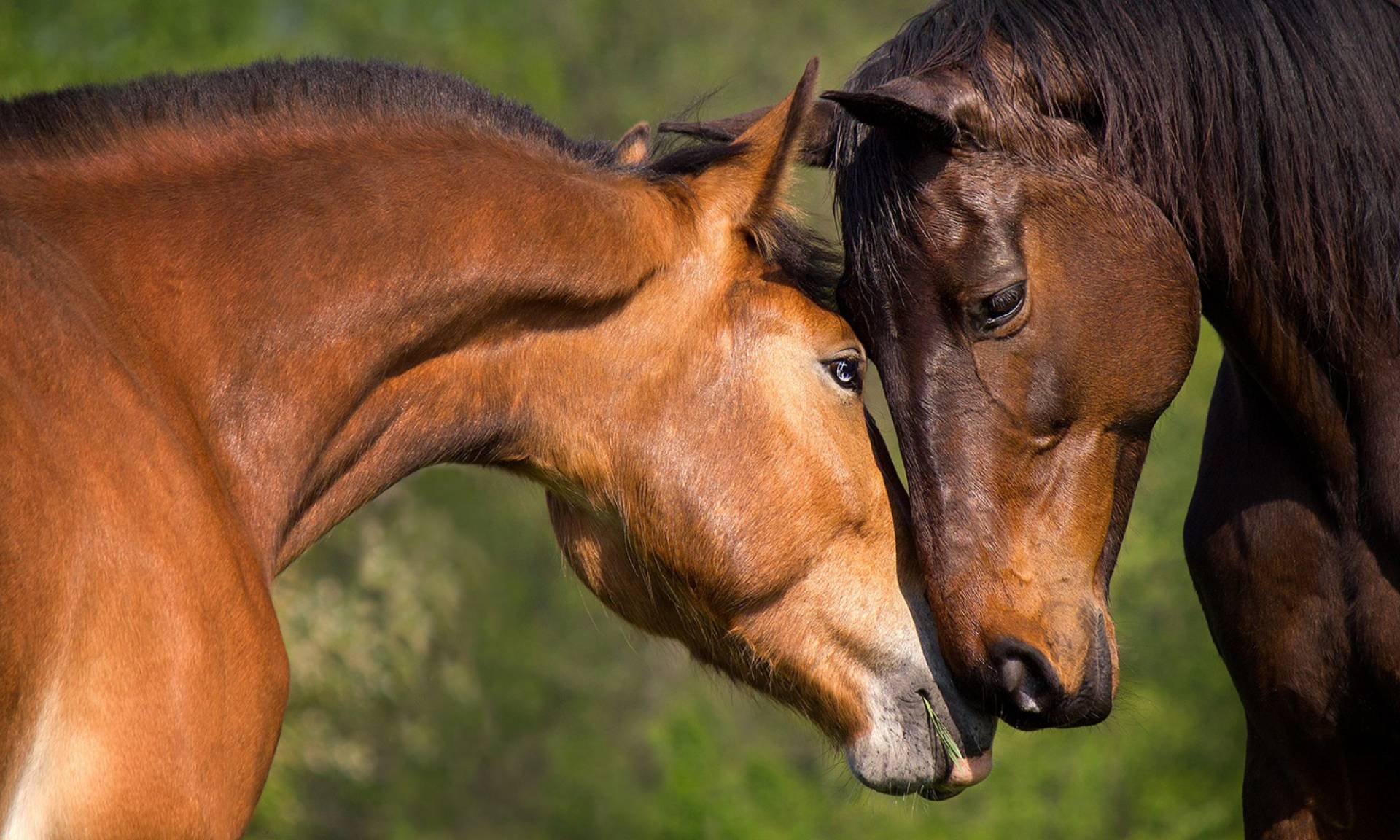 Zwei Pferde lernen sich kennen und beschnuppern sich auf Gestüt Gut Buchenhof