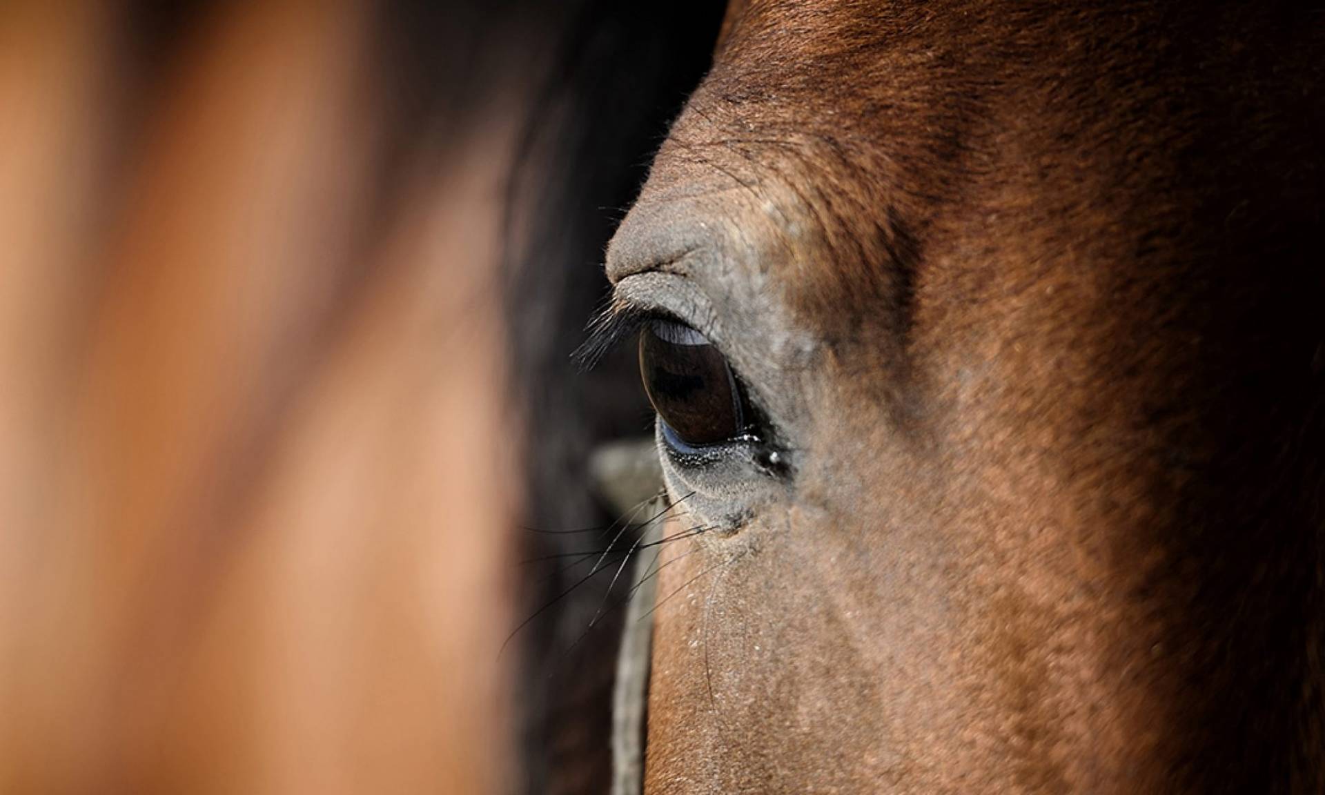 Pferdeauge eines braunen Pferdes